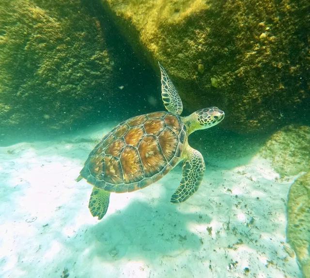 A green sea turtle swimming near jetty rocks, a highlight for guests on a Destin charter excursion