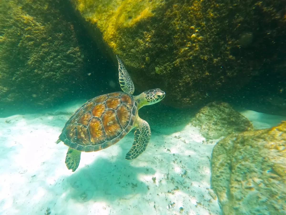 A sea turtle in the clear Gulf water you may spot on a nearshore trip
